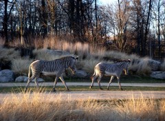 Fonds d'cran Animaux Zbres