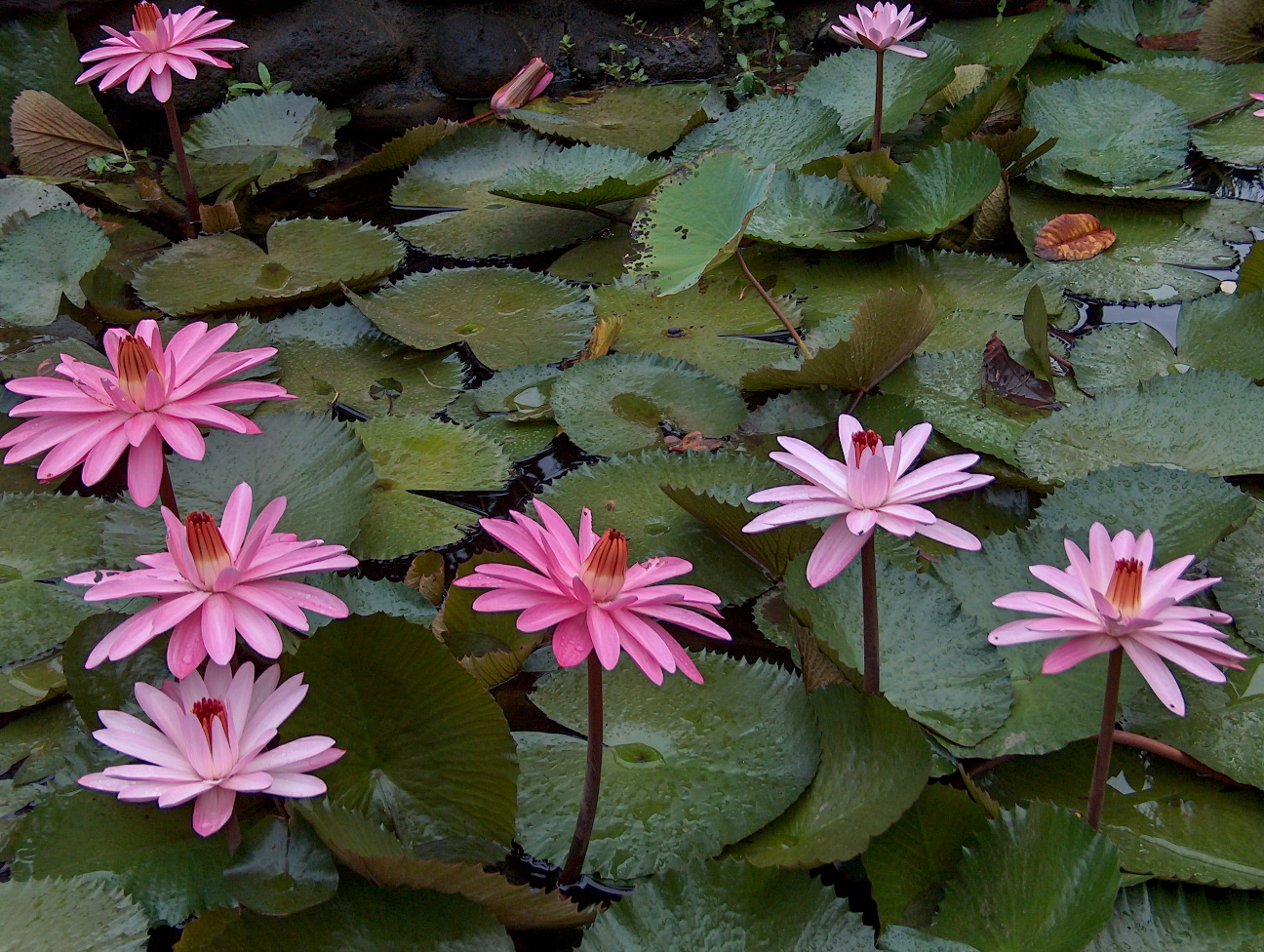 Fonds d'cran Nature Fleurs Nenuphars