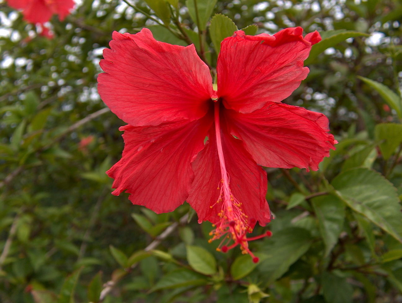 Fonds d'cran Nature Fleurs 