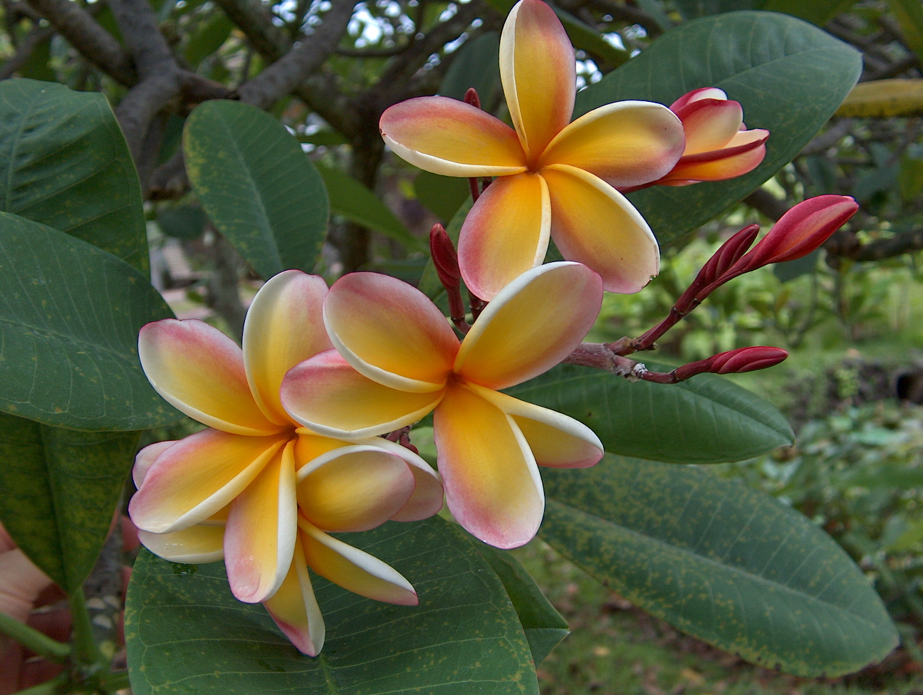 Fonds d'cran Nature Fleurs 