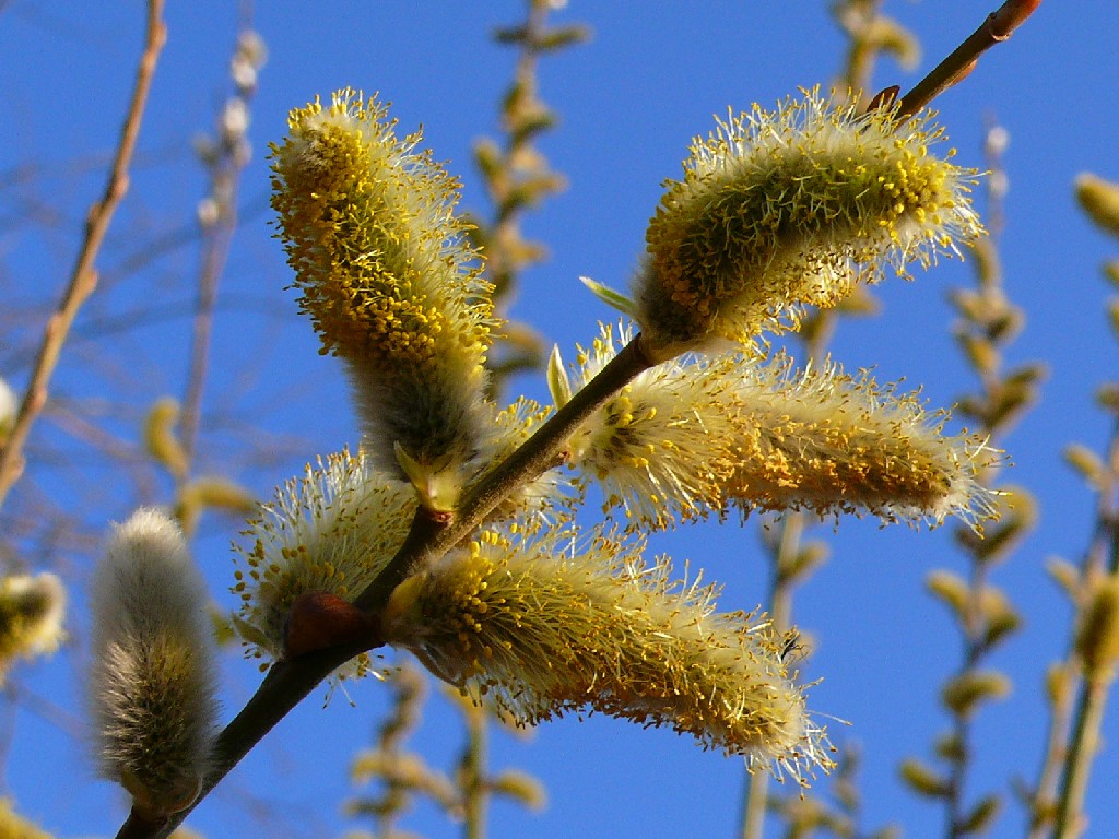 Fonds d'cran Nature Fleurs FLEURS DE SAULE