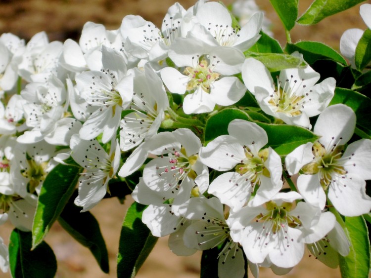 Fonds d'cran Nature Fleurs Cerisier