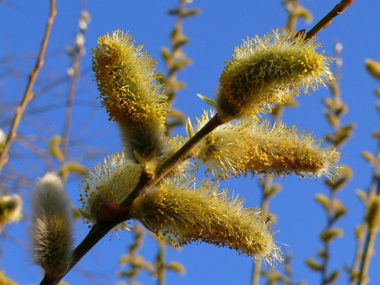 Fonds d'cran Nature Fleurs FLEURS DE SAULE