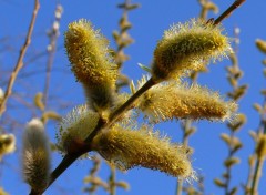 Fonds d'cran Nature FLEURS DE SAULE