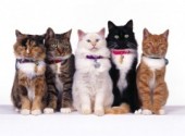 Wallpapers Animals Cat's