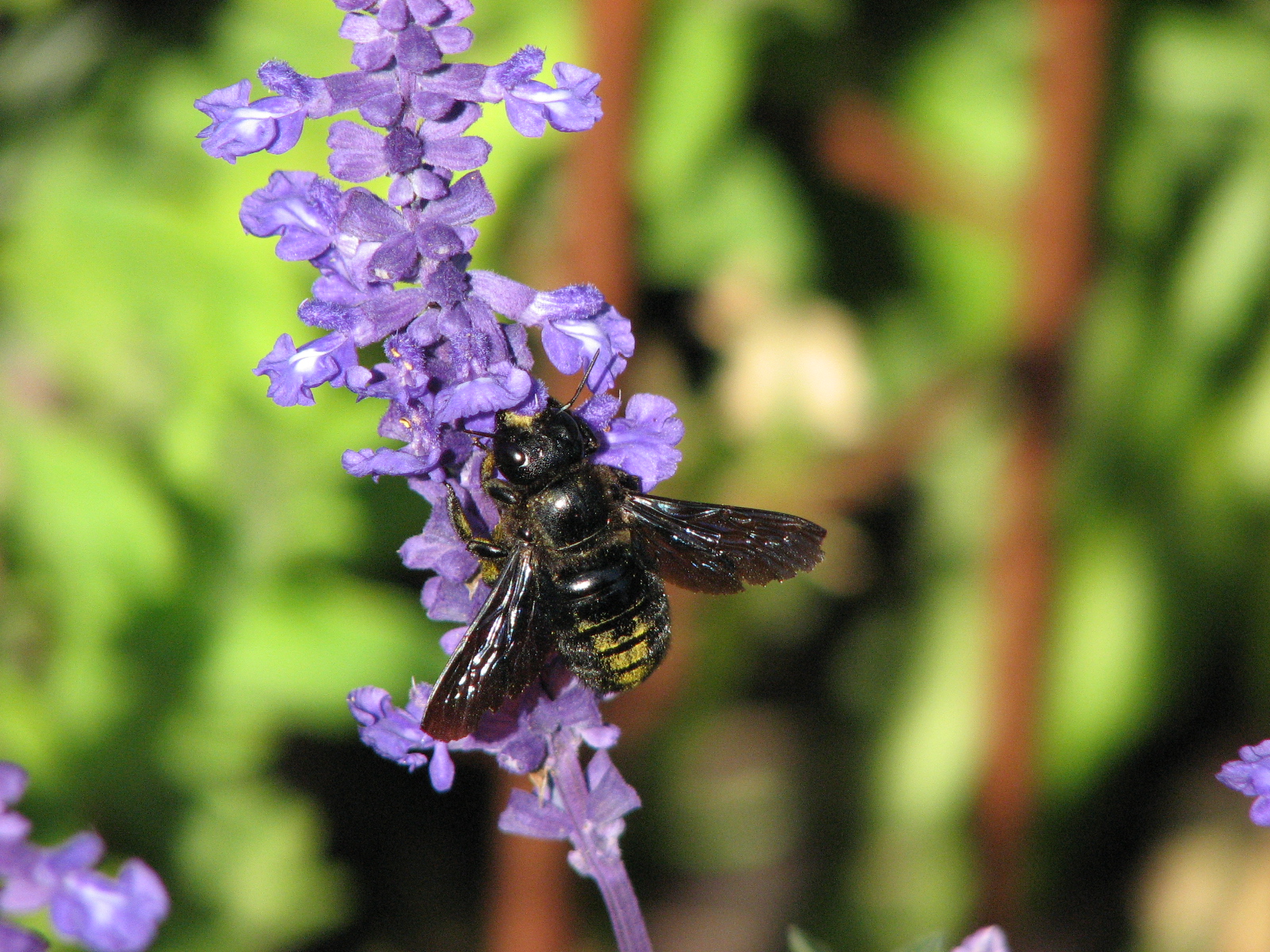 Fonds d'cran Animaux Insectes - Abeilles Gupes ... Abeille charpentire /  Xylocopa violacea