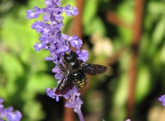 Fonds d'cran Animaux Abeille charpentire /  Xylocopa violacea