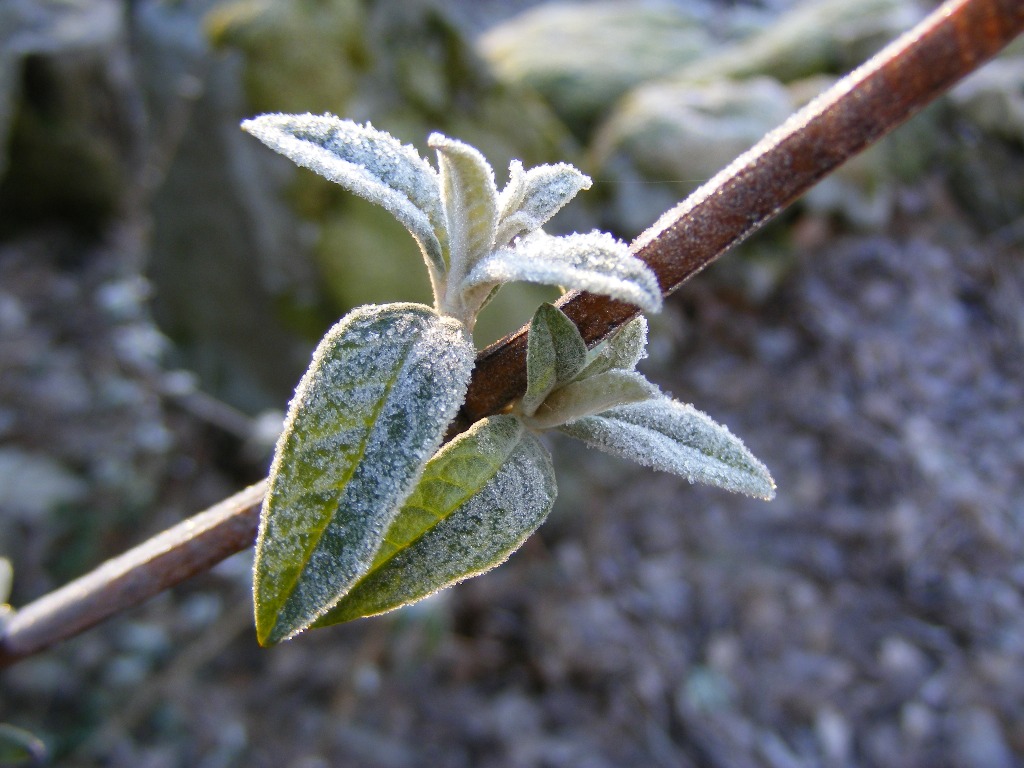 Fonds d'cran Nature Plantes - Arbustes arbuste givr