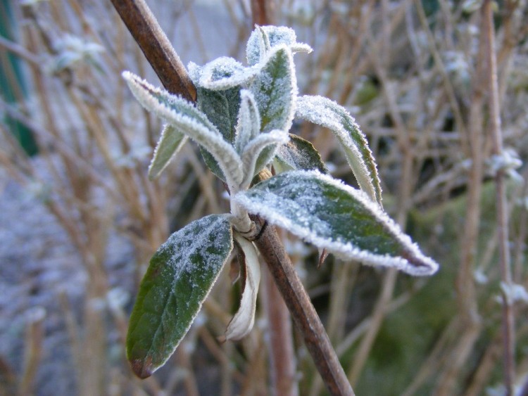 Fonds d'cran Nature Plantes - Arbustes arbuste givr n2