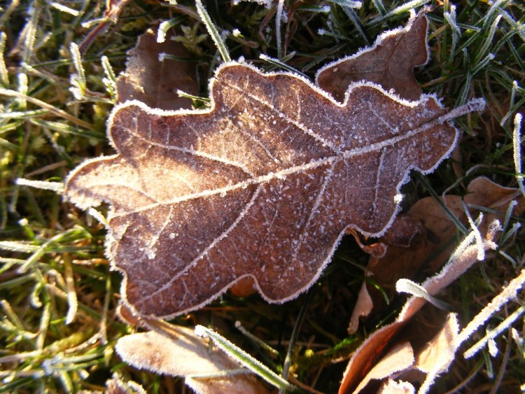 Fonds d'cran Nature Feuilles - Feuillages feuille givre