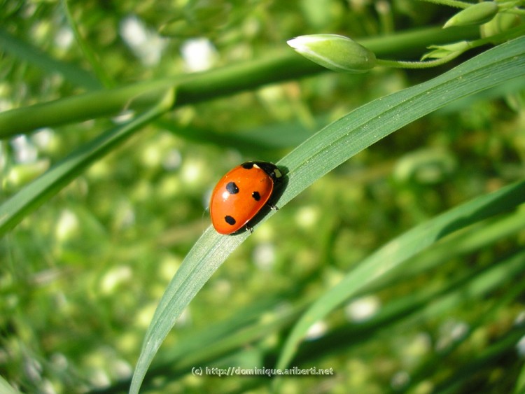 Wallpapers Animals Insects - Ladybugs Cocci  la fleur