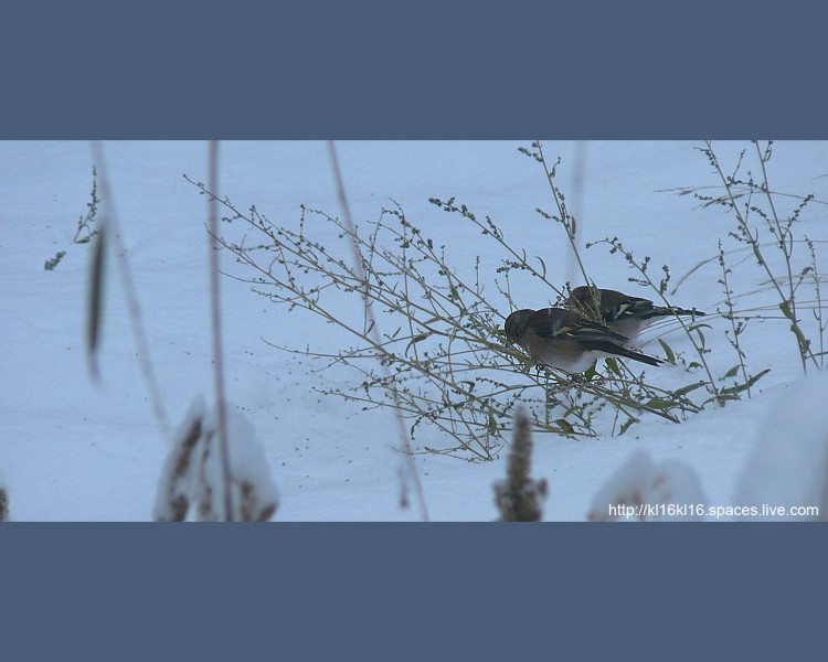 Wallpapers Animals Birds - Chickadees Msanges