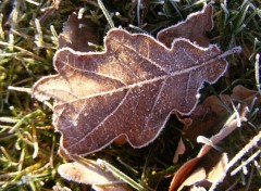 Fonds d'cran Nature feuille givre