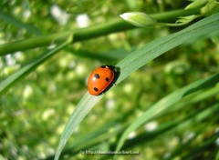 Wallpapers Animals Cocci  la fleur