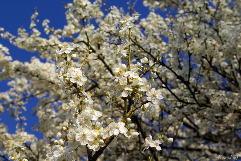 Fonds d'cran Nature Fleurs 