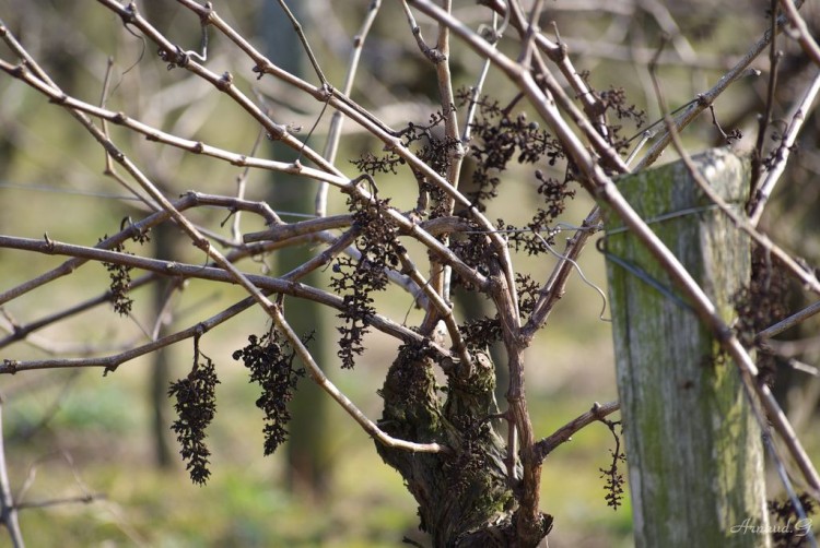 Fonds d'cran Nature Vignes - Vignobles Pied de Muscadet