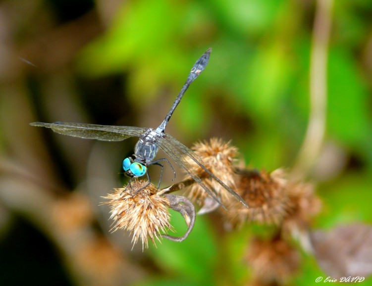 Fonds d'cran Animaux Insectes - Libellules Les yeux bleus