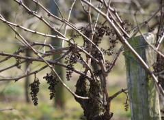 Fonds d'cran Nature Pied de Muscadet