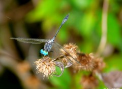 Fonds d'cran Animaux Les yeux bleus