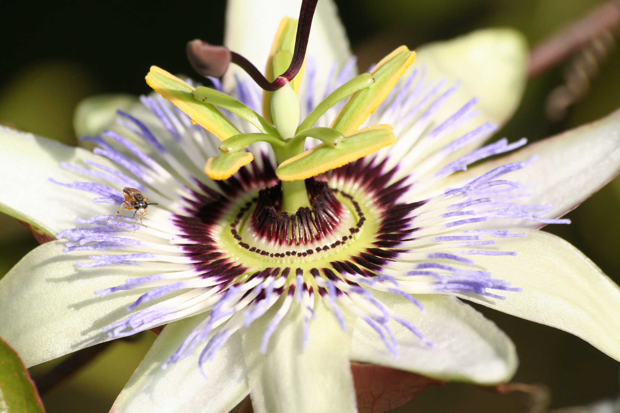 Wallpapers Nature Flowers Passiflore