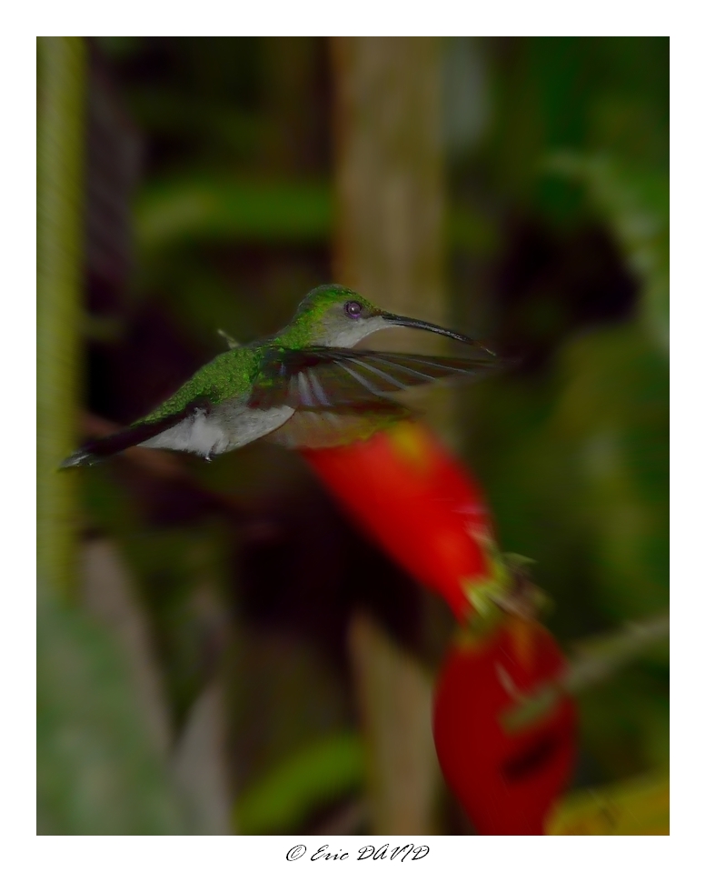 Wallpapers Animals Birds - Hummingbirds Colibri