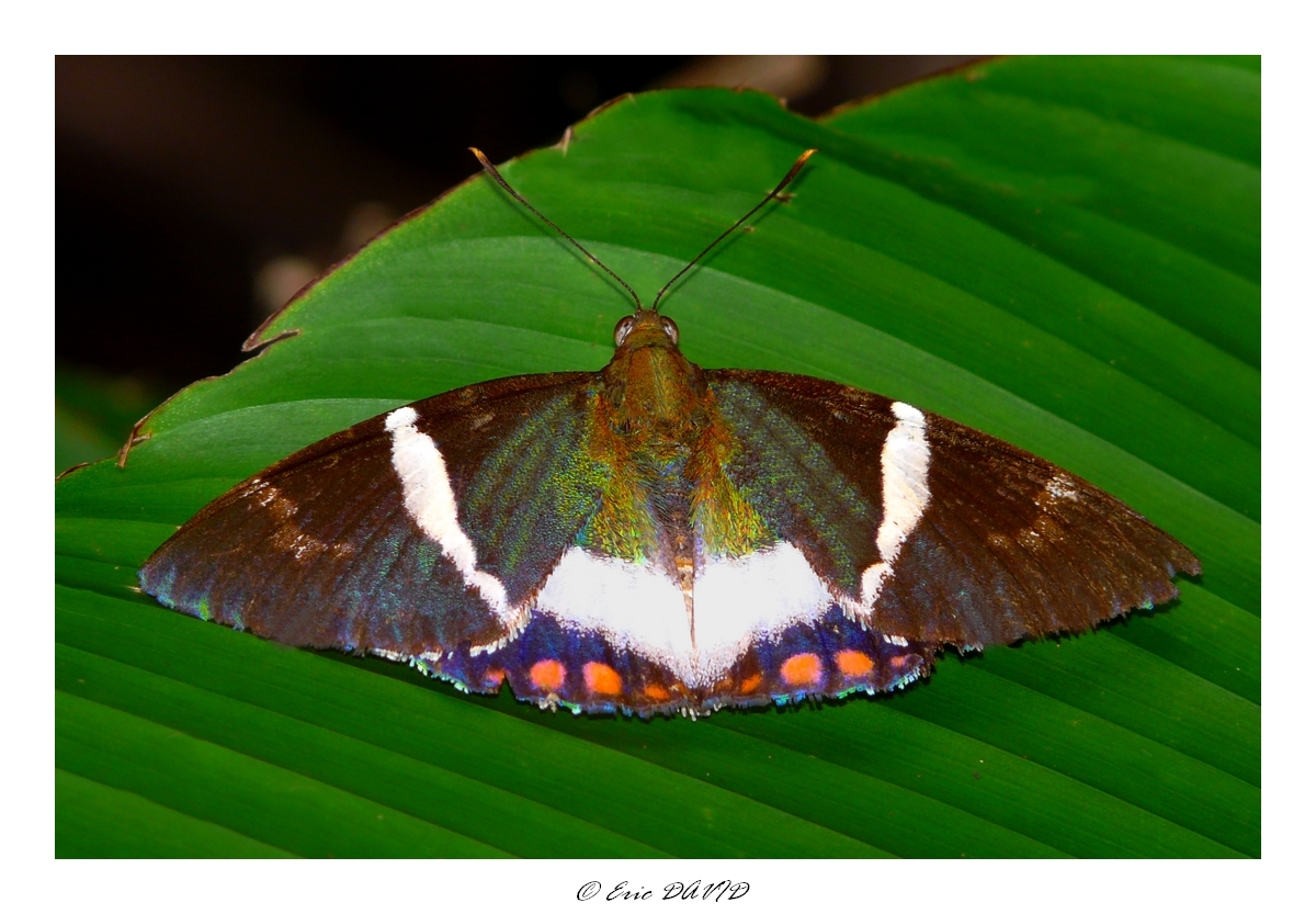 Fonds d'cran Animaux Insectes - Papillons Papillon iris