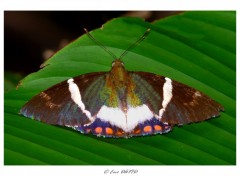 Wallpapers Animals Papillon iris