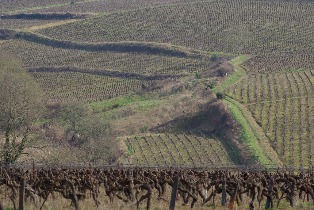 Fonds d'cran Nature Vignes - Vignobles Saint-Fiacre sur Maine