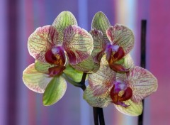 Wallpapers Nature phalaenopsis