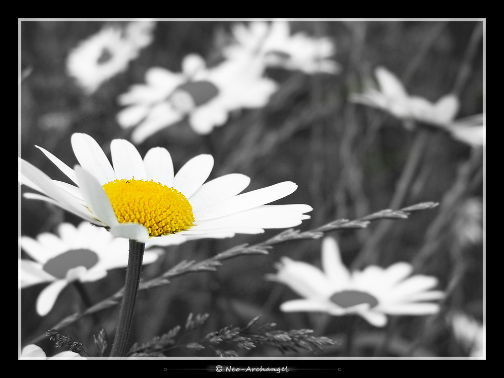 Fonds d'cran Nature Fleurs Coeur d'or