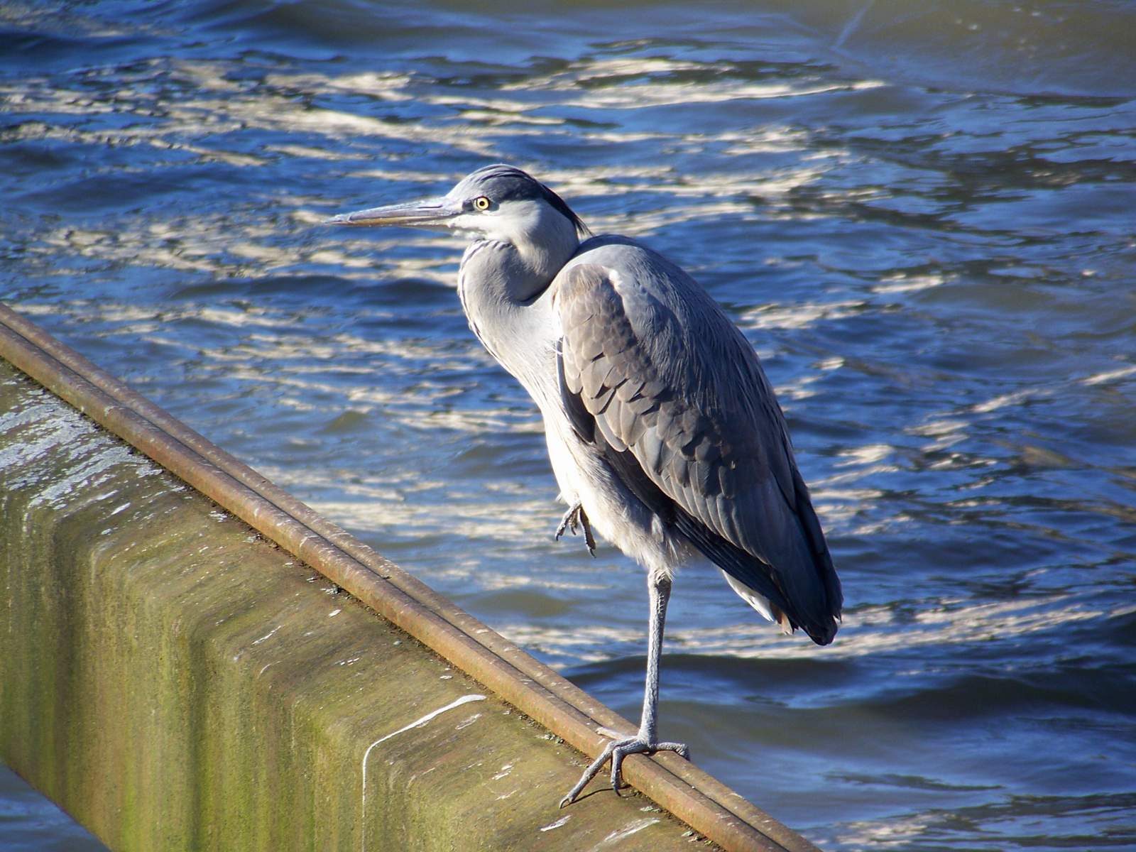 Fonds d'cran Animaux Oiseaux - Hrons Hron