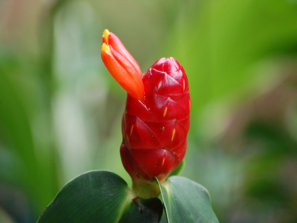 Fonds d'cran Nature Fleurs 