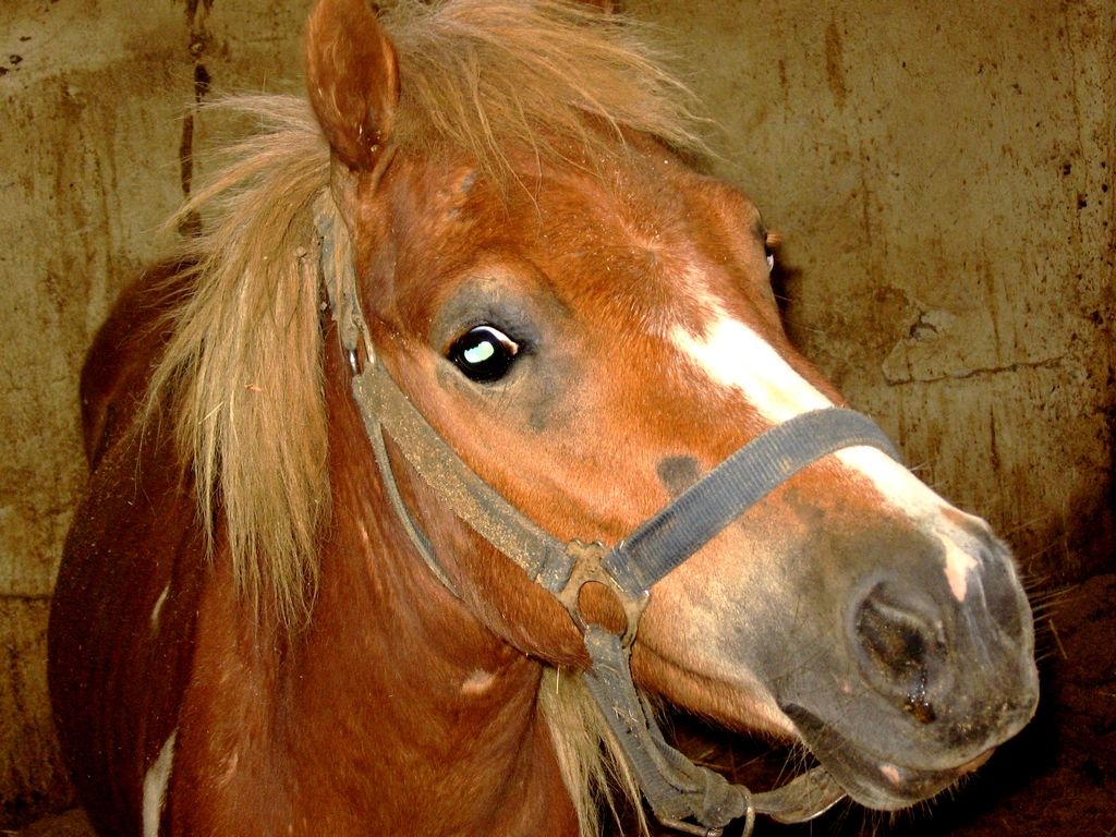 Fonds d'cran Animaux Chevaux 