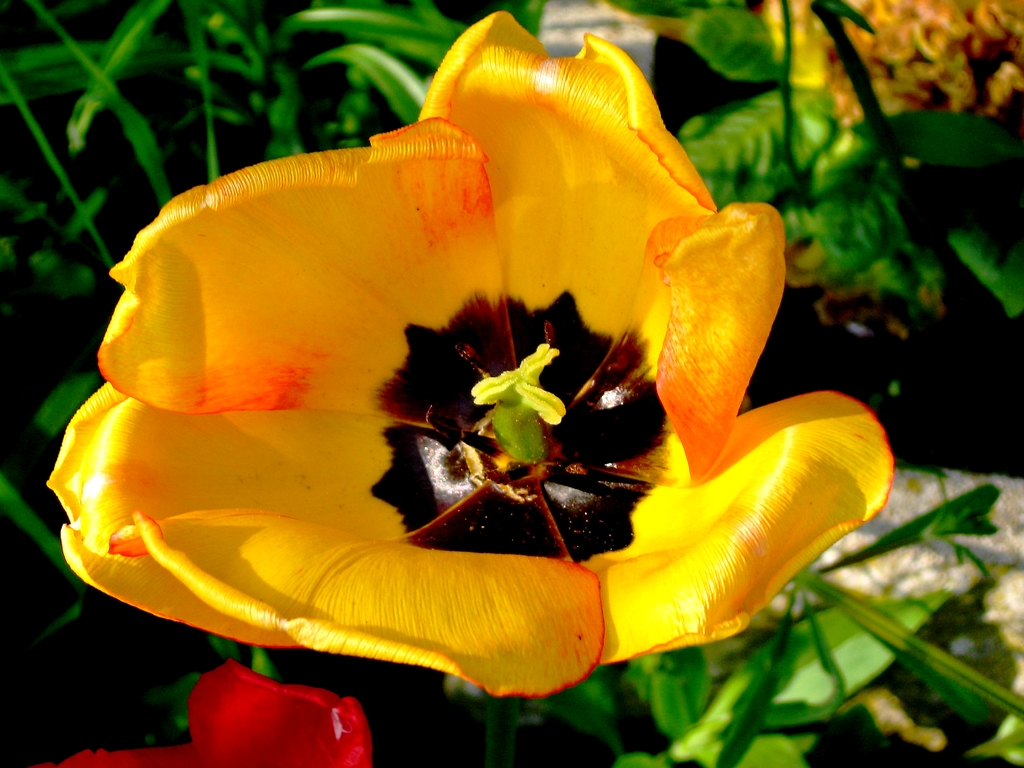 Fonds d'cran Nature Fleurs Tulipe