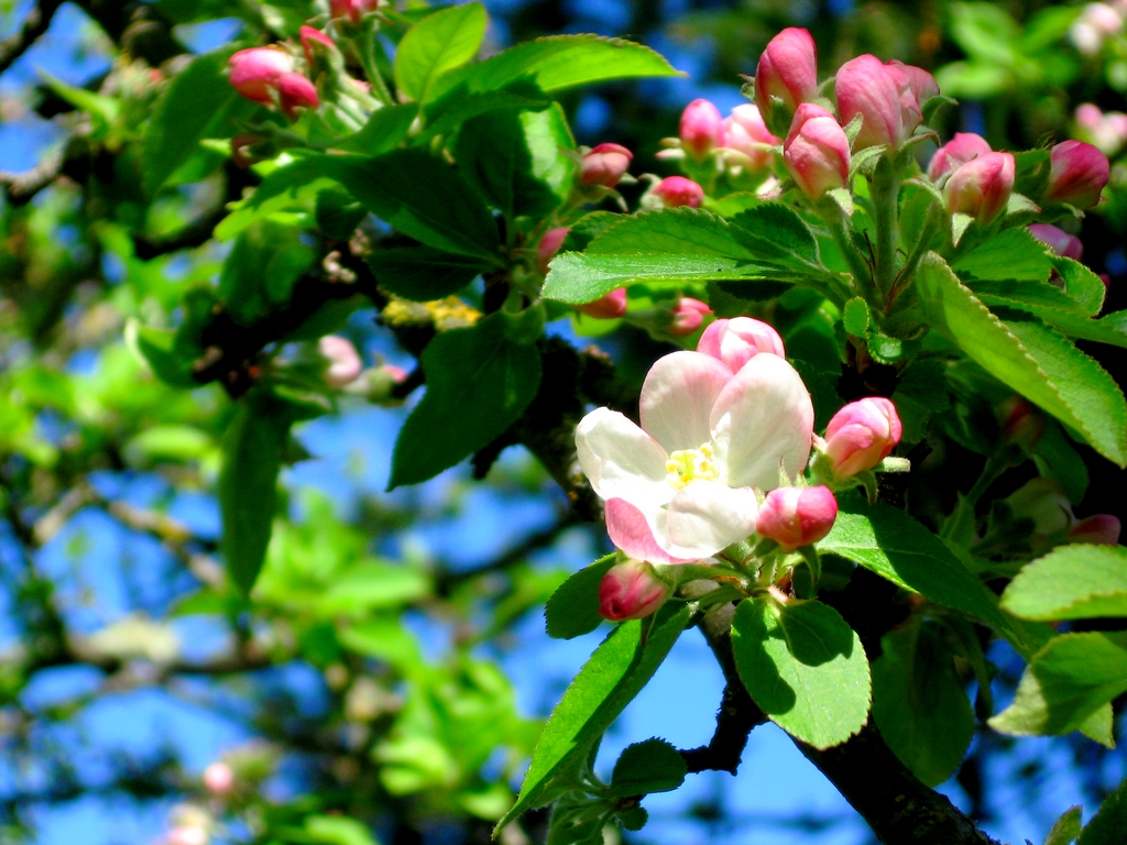 Fonds d'cran Nature Bourgeons 