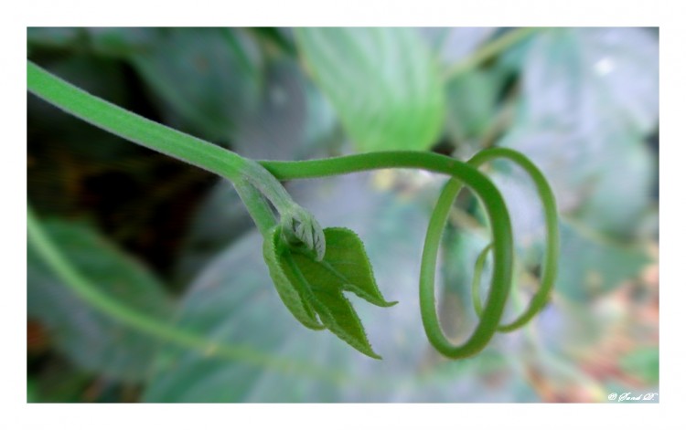 Fonds d'cran Nature Feuilles - Feuillages Tourbillon