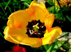 Fonds d'cran Nature Tulipe