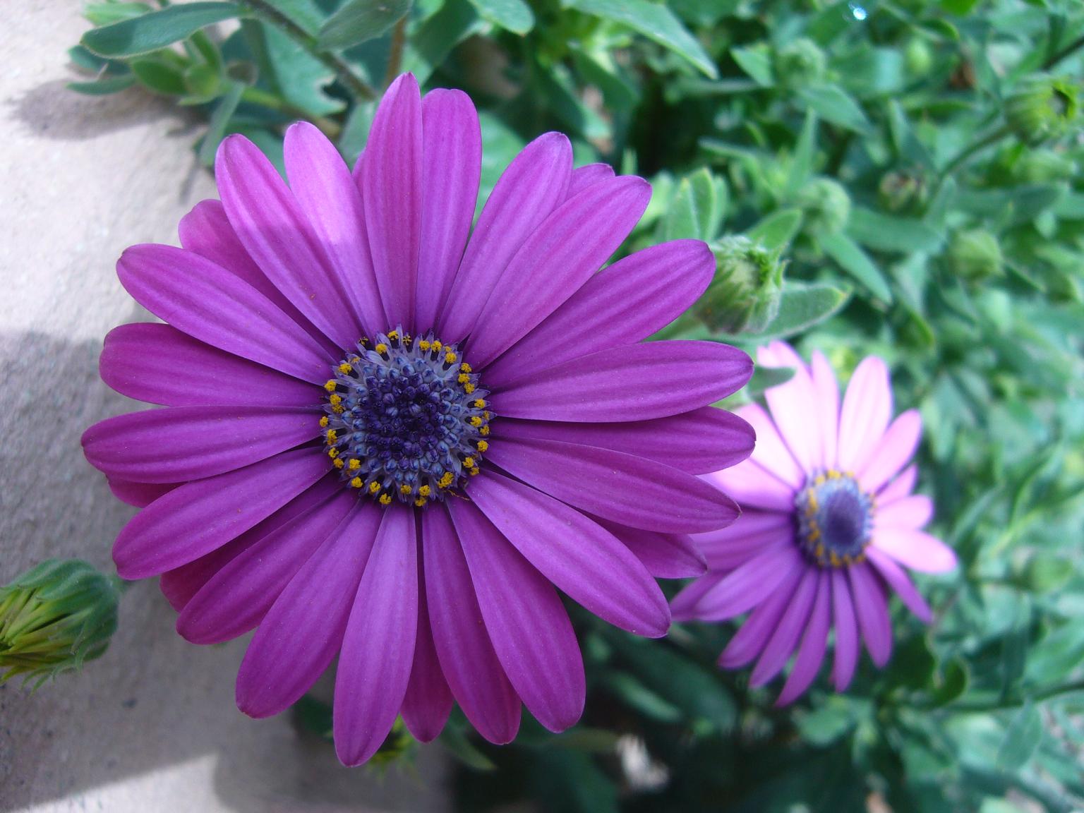 Fonds d'cran Nature Fleurs marseille