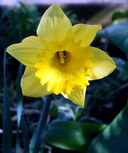 Fonds d'cran Nature Fleurs JONQUILLE