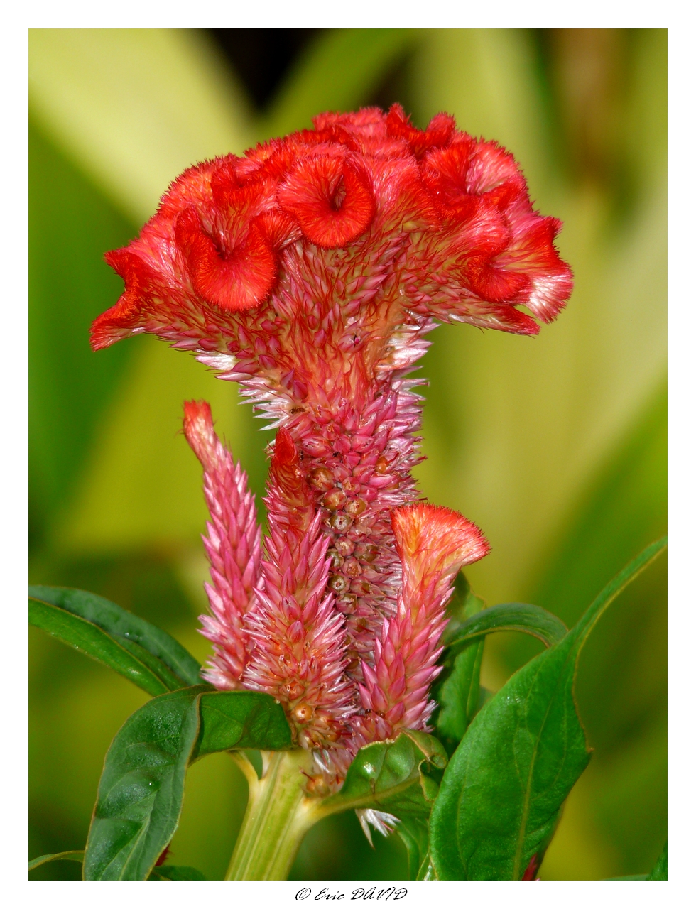 Fonds d'cran Nature Fleurs Crte de coq