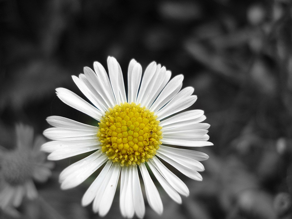 Fonds d'cran Nature Fleurs PAQUERETTE