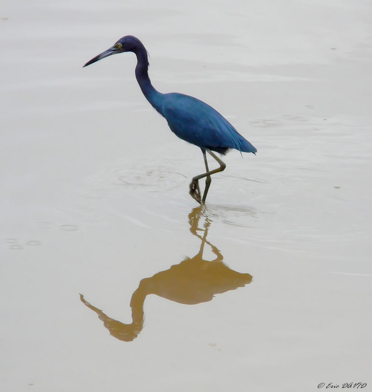 Fonds d'cran Animaux Oiseaux - Aigrettes Aigrette bleue