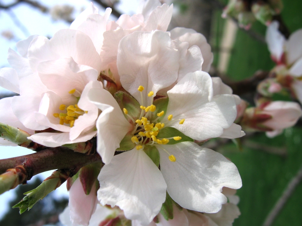 Wallpapers Nature Flowers Parque del buen retiro - Madrid