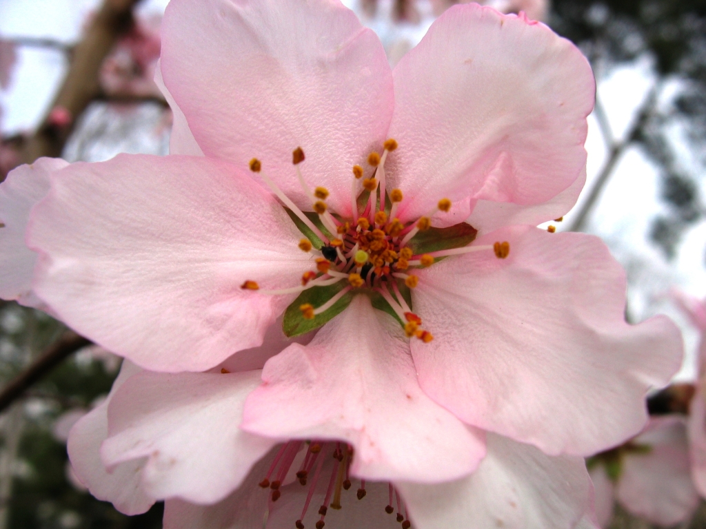 Wallpapers Nature Flowers Parque del buen retiro 2 - Madrid