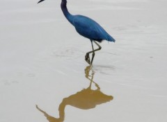 Fonds d'cran Animaux Aigrette bleue