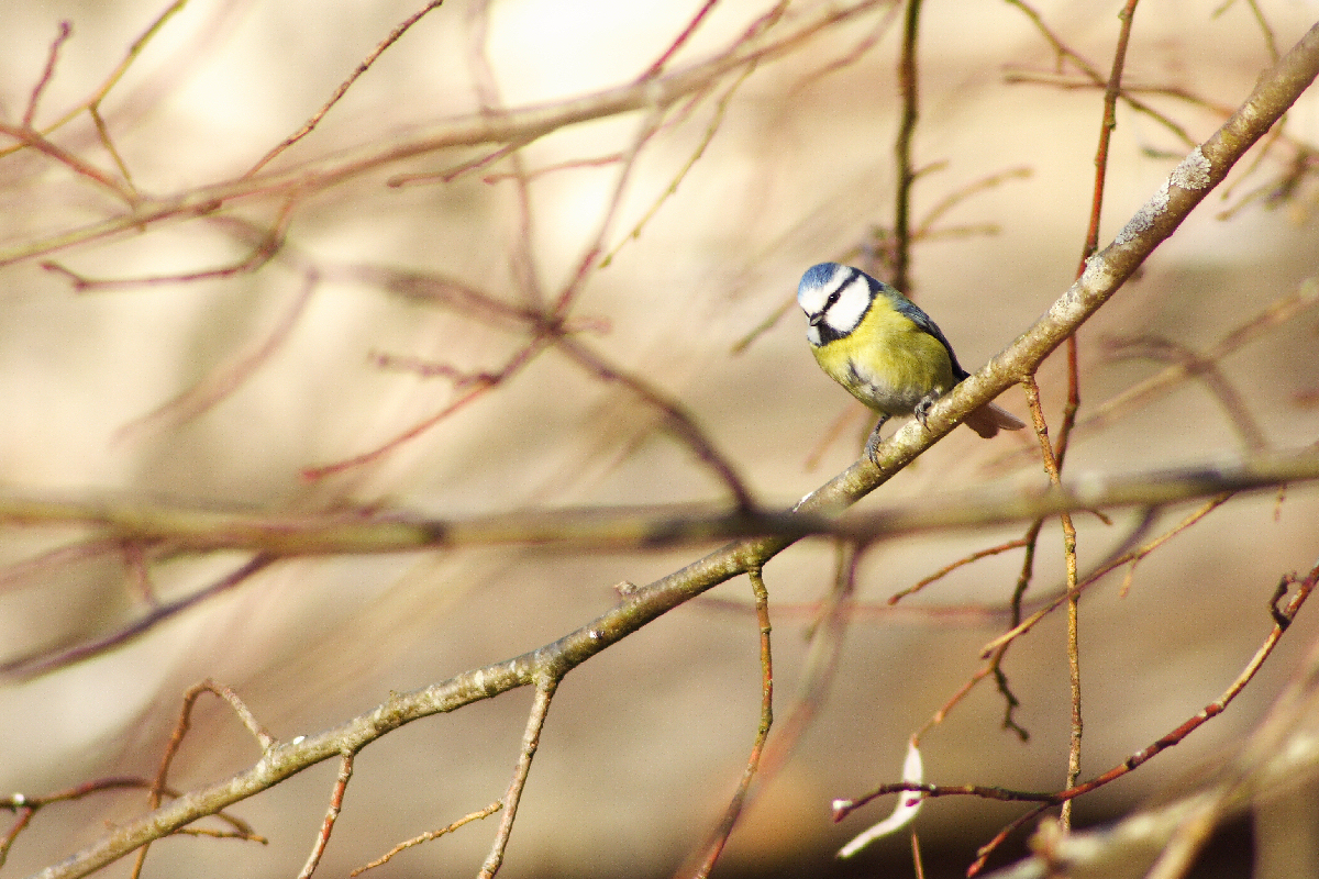 Wallpapers Animals Birds - Chickadees 