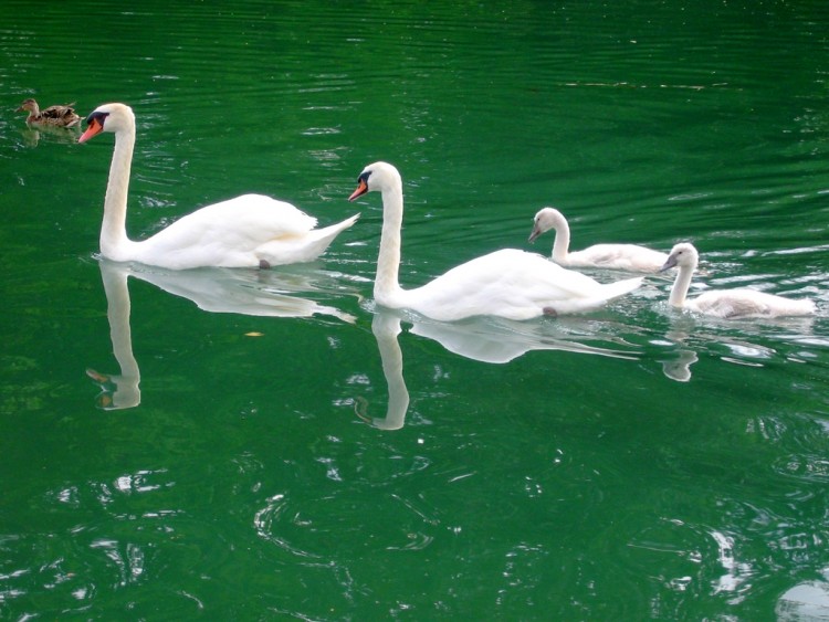 Wallpapers Animals Birds - Swans Les Cygnes