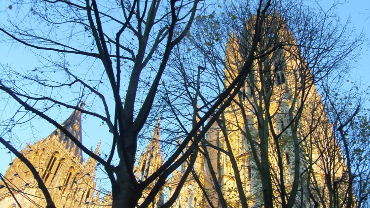 Wallpapers Constructions and architecture Religious Buildings la cathdrale de rouen   travers les arbres et les dcos de noel