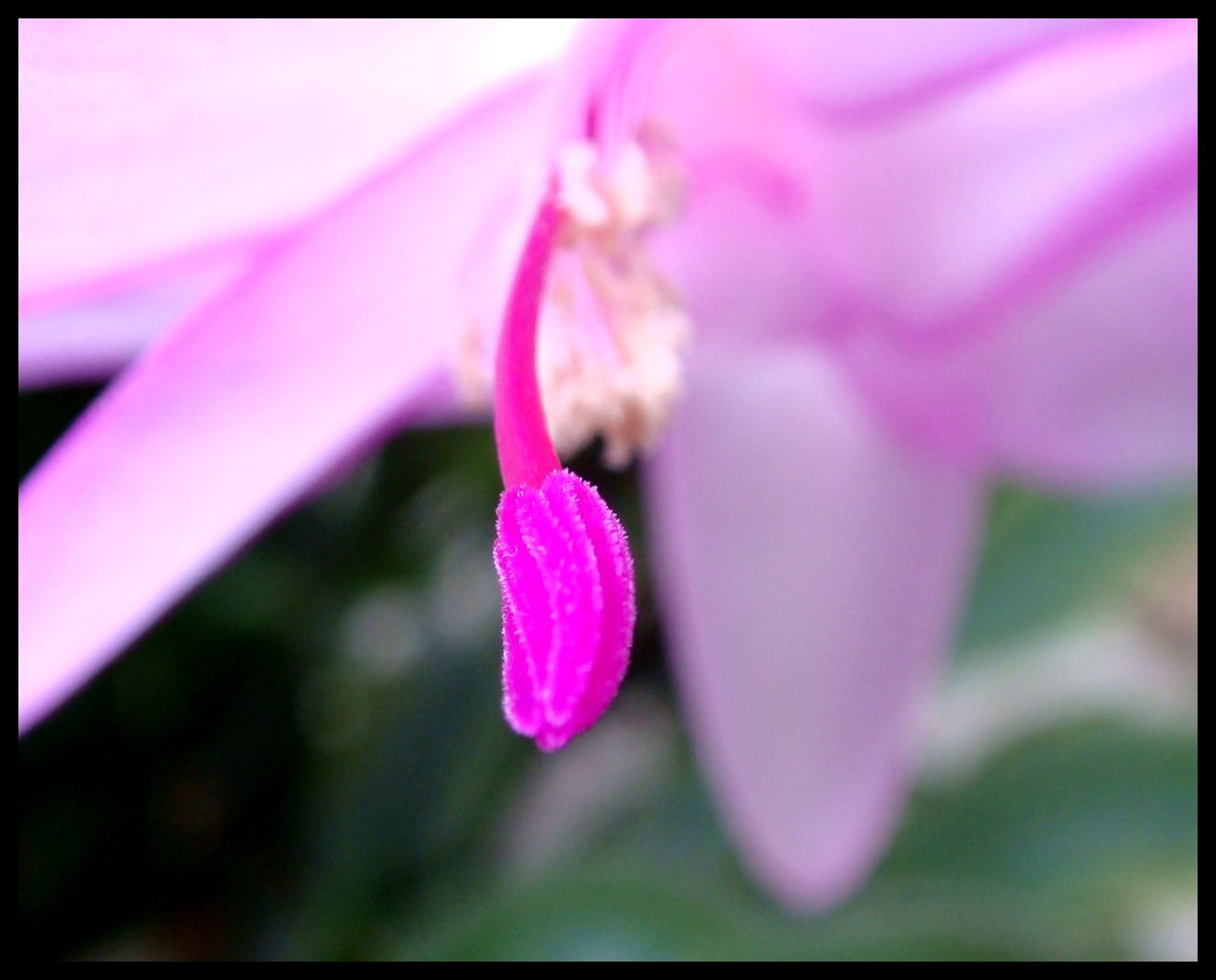 Fonds d'cran Nature Fleurs 