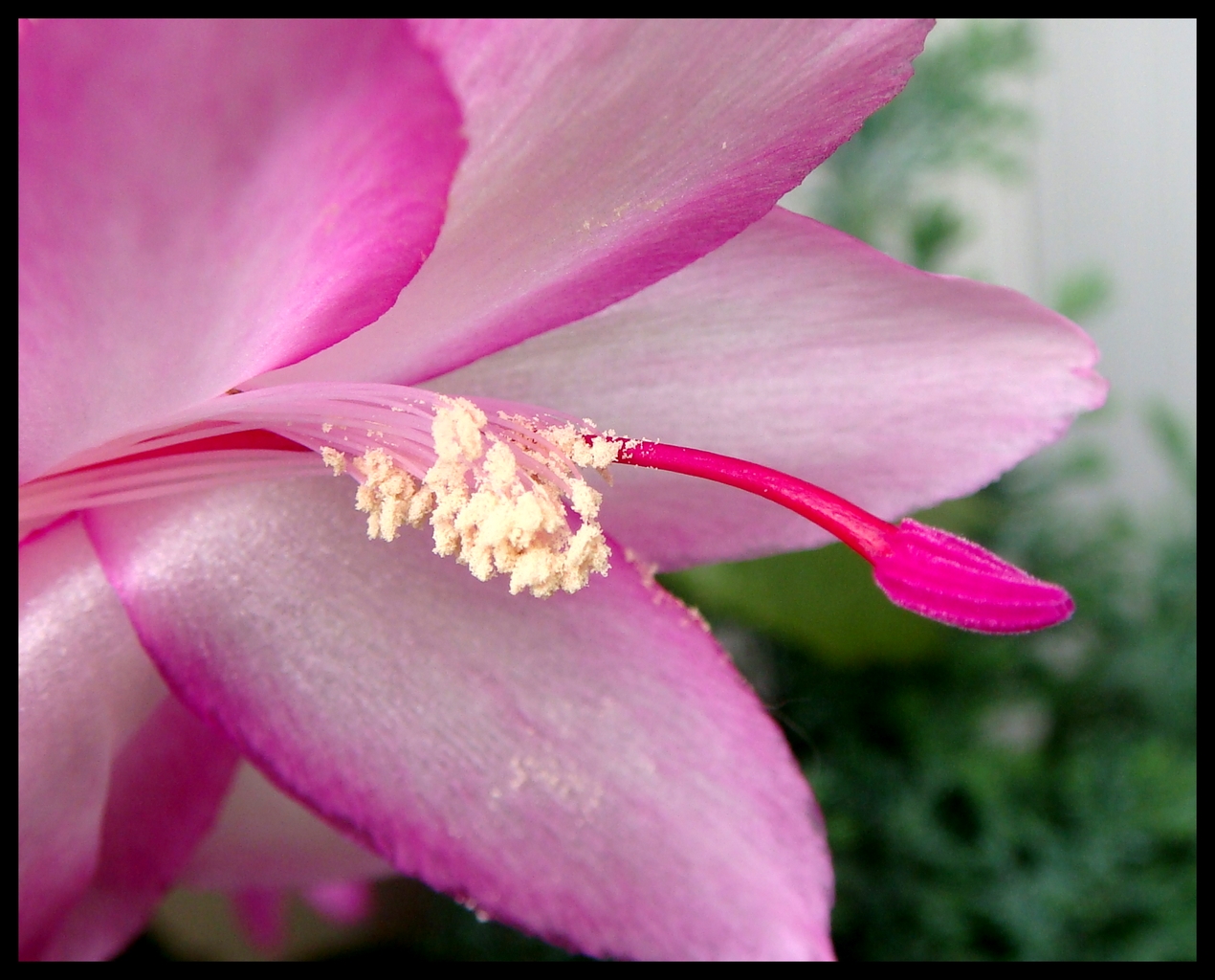 Fonds d'cran Nature Fleurs 